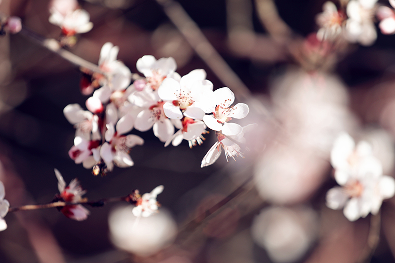 廠區花色