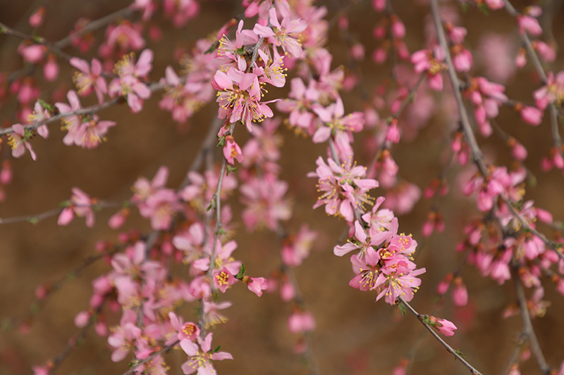廠區花色